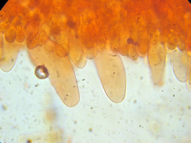 Pluteus secc. Hispidoderma (cfr. P. semibulbosus)